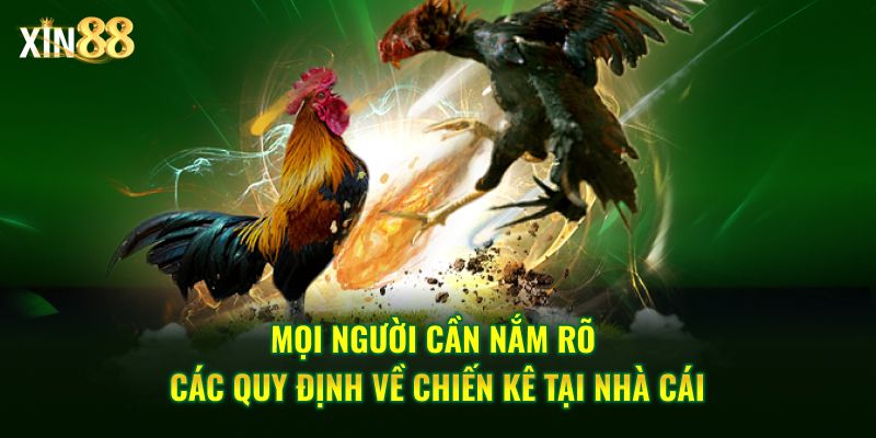 Đá gà cựa sắt tại Xin88 – Trải nghiệm đấu trường chiến kê gay cấn 3 đá gà cựa sắt 3