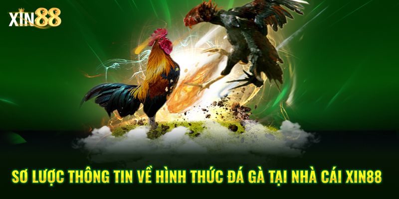 Tìm hiểu luật đặt cược đá gà trực tiếp tại Xin88 dành cho người chơi mới 2 luật đặt cược đá gà 2