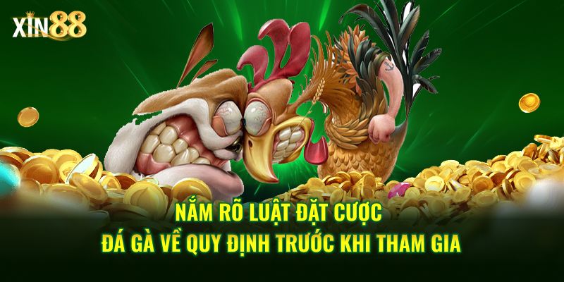 Tìm hiểu luật đặt cược đá gà trực tiếp tại Xin88 dành cho người chơi mới 3 luật đặt cược đá gà 3