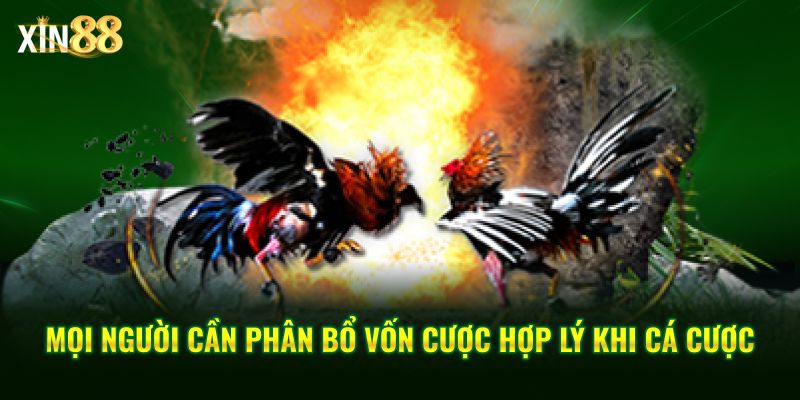 Tìm hiểu luật đặt cược đá gà trực tiếp tại Xin88 dành cho người chơi mới 4 luật đặt cược đá gà 4
