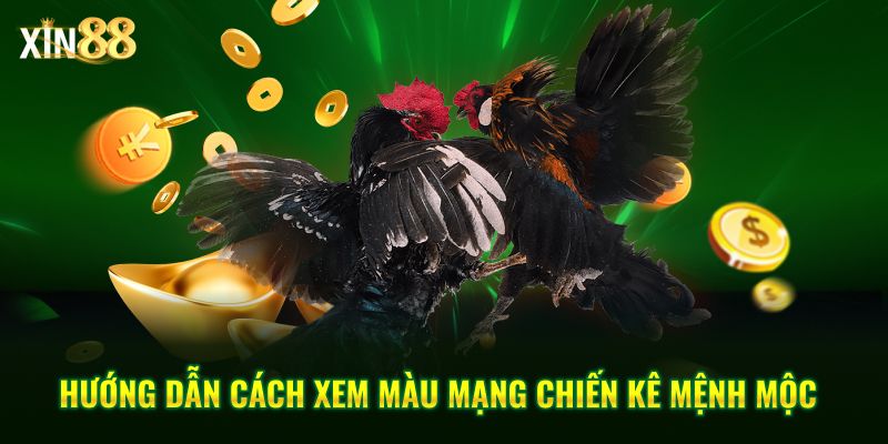 Màu mạng gà đá và cách ứng dụng ngũ hành khi đặt cược đá gà tại Xin88 3 màu mạng gà đá 3