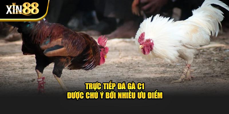Trực Tiếp Đá Gà C1 - Thông Tin Cần Biết Tại Nhà Cái Xin 88 2 Trực tiếp đá gà c1-1