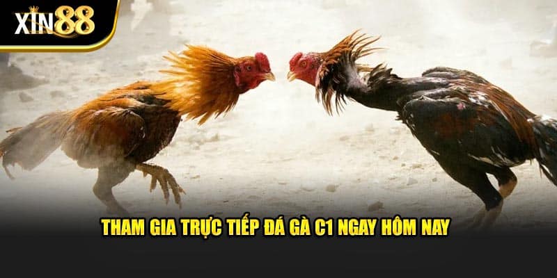 Trực Tiếp Đá Gà C1 - Thông Tin Cần Biết Tại Nhà Cái Xin 88 3 Trực tiếp đá gà c1-2