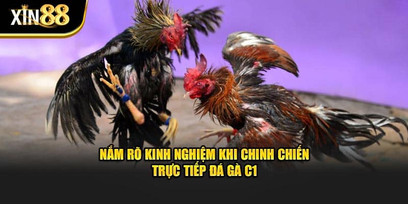 Trực Tiếp Đá Gà C1 - Thông Tin Cần Biết Tại Nhà Cái Xin 88 4 Trực tiếp đá gà c1-3