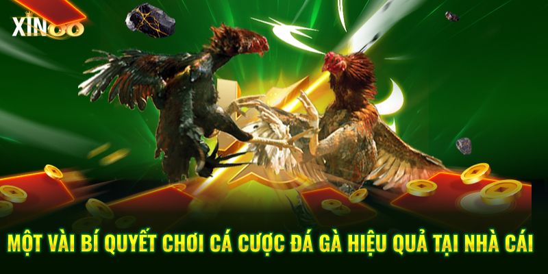 Các loại vảy đá gà quý và cách chọn chiến kê hiệu quả tại Xin88 4 các loại vảy đá quý 4
